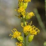 Lepidospartum squamatum Fleur