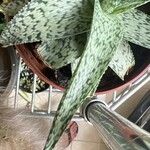 Aloe rauhii 葉