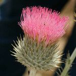 Carduus occidentalis Flower