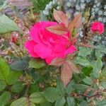 Rosa pendulina Cvet
