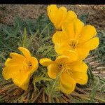 Oenothera primiveris Celota