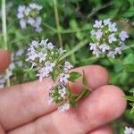 Thymus vulgarisFlors