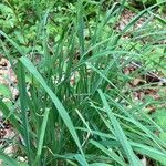 Carex flacca Fulla