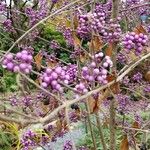 Callicarpa japonica Fruct