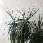 Dracaena reflexaFolha