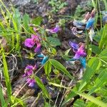 Lathyrus vernus Flower