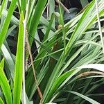 Crocosmia × crocosmiiflora Hoja