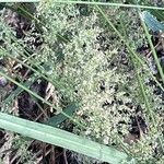 Agrostis gigantea Hoja