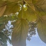 Cordia africana Blad