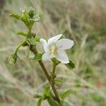 Hibiscus micranthus অন্যান্য