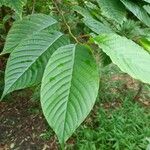 Camptotheca acuminata Blatt
