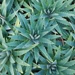 Dyckia brevifolia Лист