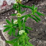 Spermacoce verticillata आदत