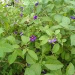 Solanum laciniatum Λουλούδι
