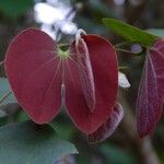 Bauhinia purpureaLeaf