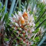 Pinus mugo List