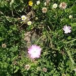 Eudianthe coeli-rosa Flower