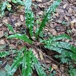 Asplenium scolopendrium Lapas