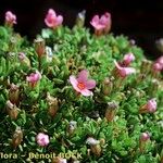 Androsace ciliata Libunga