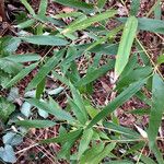 Phyllostachys sulphurea Habit