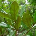 Pycnandra sclerophylla Leaf