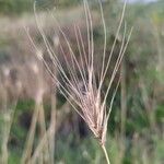 Taeniatherum caput-medusae Fruit