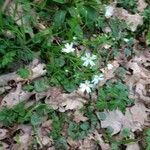 Stellaria holosteaFlower