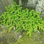 Pilea microphylla Folha