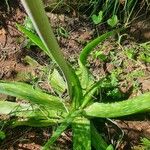 Aloe amudatensis Hoja