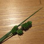 Carex caroliniana Φρούτο