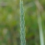 Elytrigia x laxa Fula