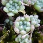 Sedum hirsutum Листок