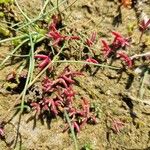 Crassula aquatica Blatt