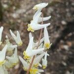 Dicentra cucullaria Λουλούδι