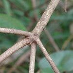 Croton megalocarpus Bark