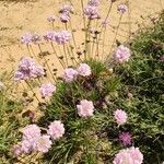 Armeria maritimaBlüte