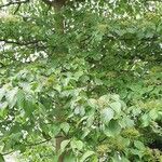 Cordia myxa Leaf