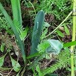 Galanthus elwesii Blad