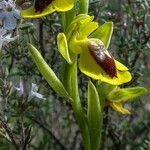 Ophrys lutea 花