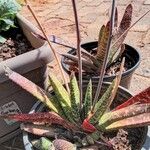 Gasteria disticha Leaf