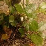 Gaultheria procumbens 花