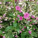 Nicotiana × sanderi Συνήθη χαρακτηριστικά