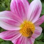 Dahlia tenuicaulis Blomst