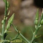 Vella spinosa Fruit