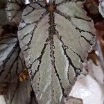 Begonia rex List