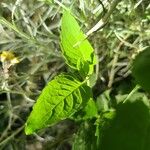 Monarda fistulosa 叶