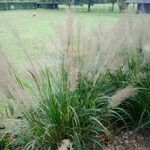 Calamagrostis arundinacea फूल