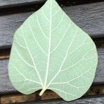 Aristolochia tomentosa Leaf