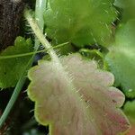 Saxifraga hirsuta Hoja