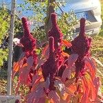 Amaranthus caudatus Blüte